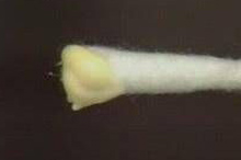 �״���ɫ������Щ���ص��µģ�