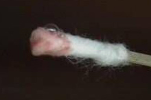 �״�����Ѫ˿��ô��