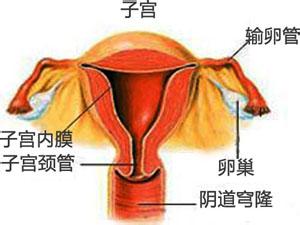 宫颈性不孕的原因有哪些?